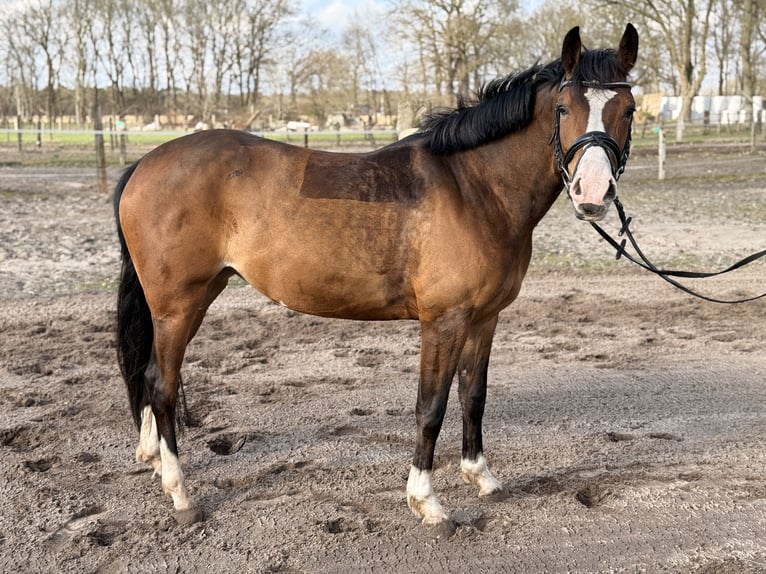 Deutsches Reitpony Stute 4 Jahre 147 cm Brauner in Bösel