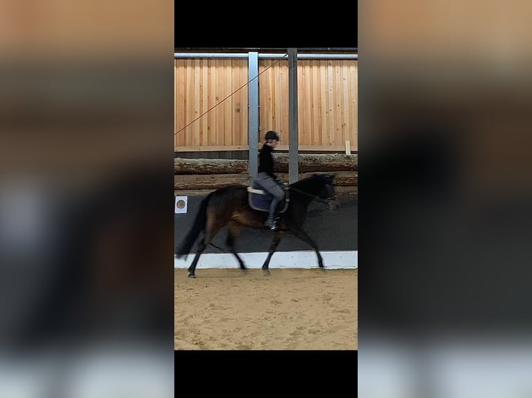 Deutsches Reitpony Stute 4 Jahre 147 cm Brauner in Hagen im Bremischen