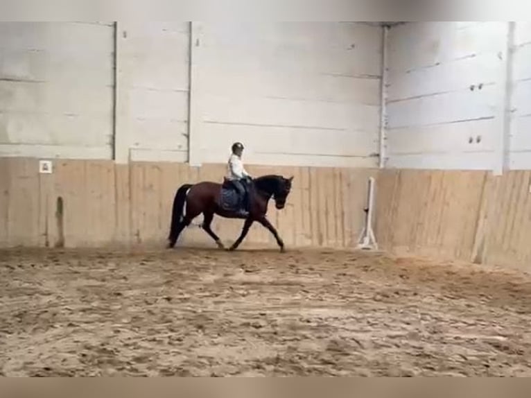 Deutsches Reitpony Stute 4 Jahre 147 cm Brauner in Uhlstädt-Kirchhasel