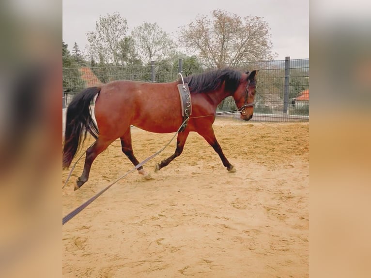 Deutsches Reitpony Stute 4 Jahre 147 cm Brauner in Uhlstädt-Kirchhasel