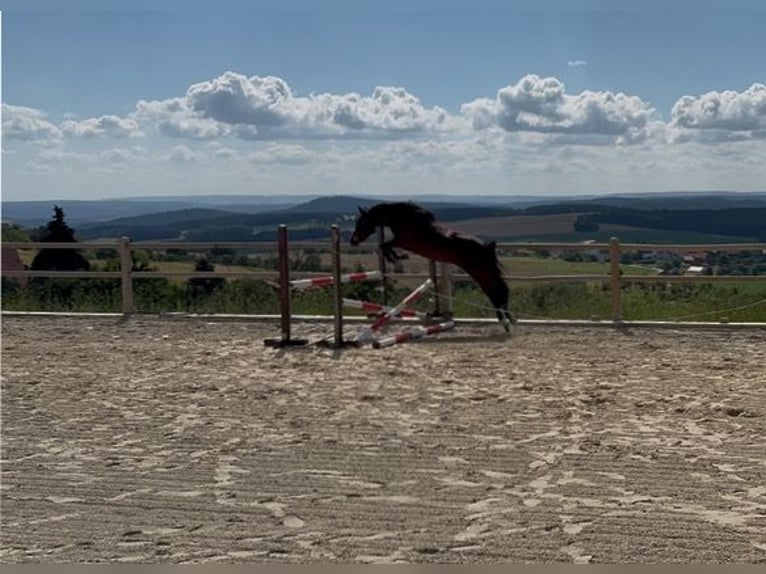 Deutsches Reitpony Stute 4 Jahre 147 cm Brauner in Uhlstädt-Kirchhasel