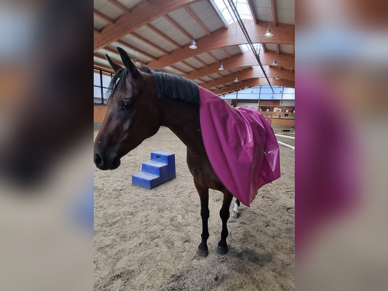 Deutsches Reitpony Stute 4 Jahre 147 cm Brauner in Stuhr