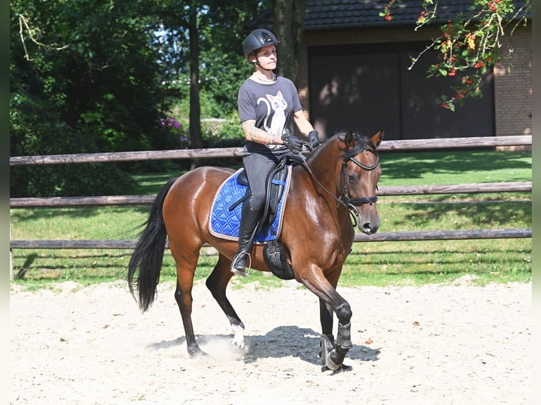 Deutsches Reitpony Stute 4 Jahre 147 cm Brauner in Stuhr