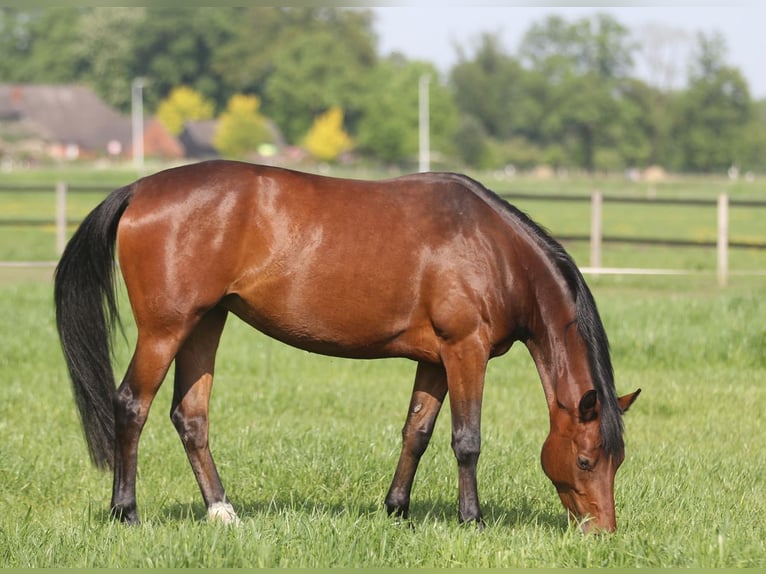 Deutsches Reitpony Stute 4 Jahre 147 cm Brauner in Stuhr