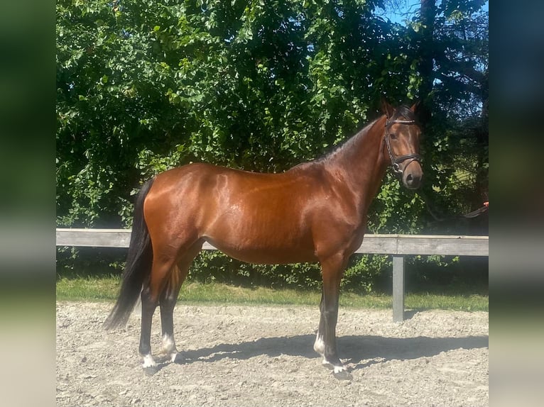 Deutsches Reitpony Stute 4 Jahre 147 cm Brauner in S&#xFC;derl&#xFC;gum