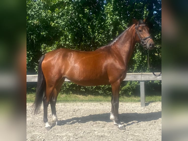 Deutsches Reitpony Stute 4 Jahre 147 cm Brauner in S&#xFC;derl&#xFC;gum
