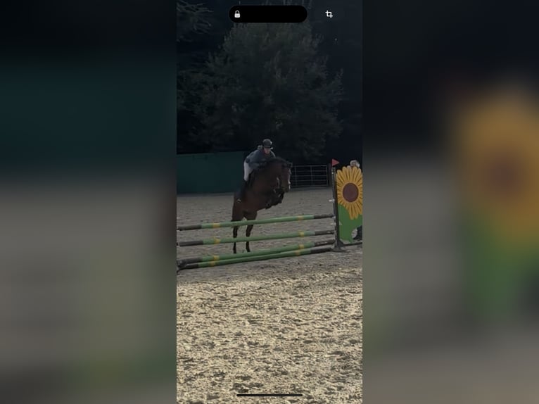 Deutsches Reitpony Stute 4 Jahre 147 cm Brauner in Seevetal