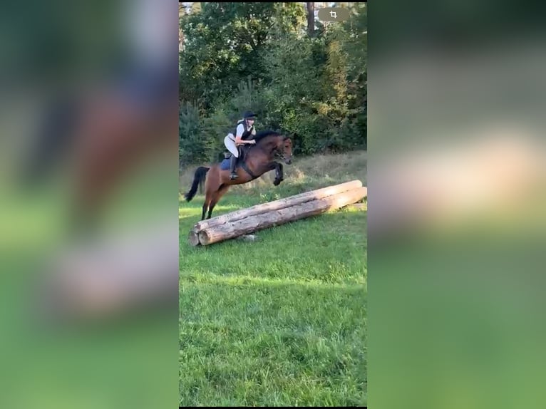 Deutsches Reitpony Stute 4 Jahre 147 cm Brauner in Seevetal