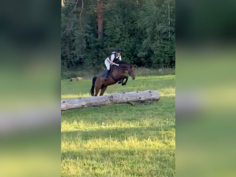 Deutsches Reitpony Stute 4 Jahre 147 cm Brauner in Seevetal