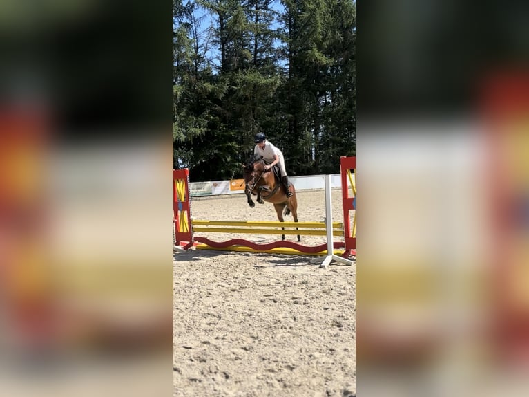 Deutsches Reitpony Stute 4 Jahre 147 cm Brauner in Seevetal