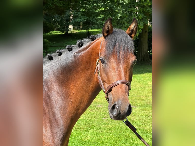 Deutsches Reitpony Stute 4 Jahre 147 cm Brauner in Seevetal