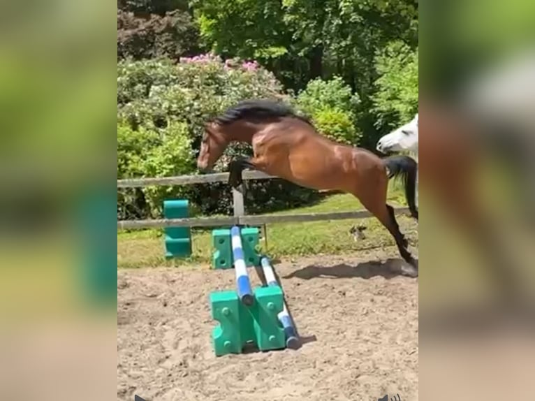 Deutsches Reitpony Stute 4 Jahre 147 cm Brauner in Seevetal