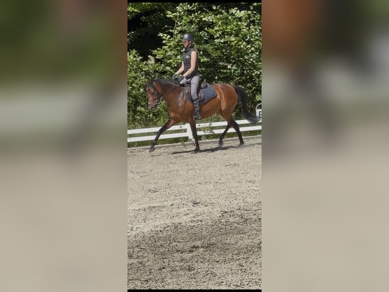 Deutsches Reitpony Stute 4 Jahre 147 cm Brauner in Seevetal