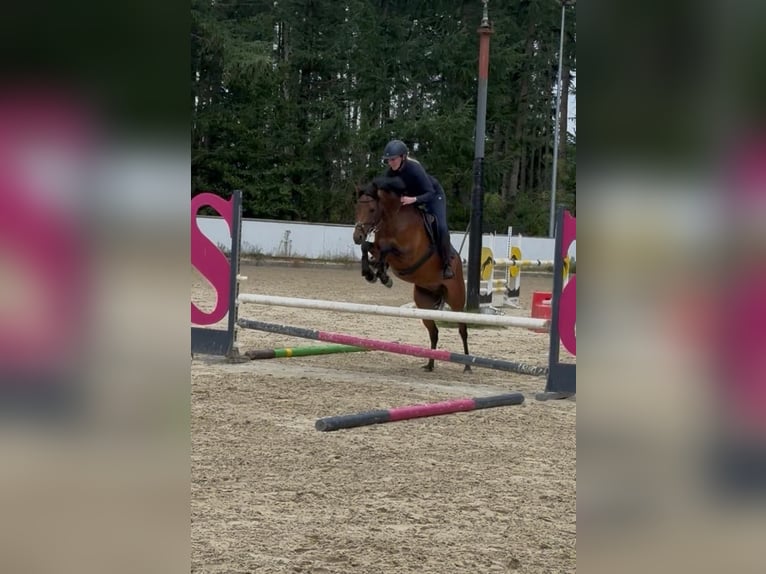 Deutsches Reitpony Stute 4 Jahre 147 cm Brauner in Seevetal