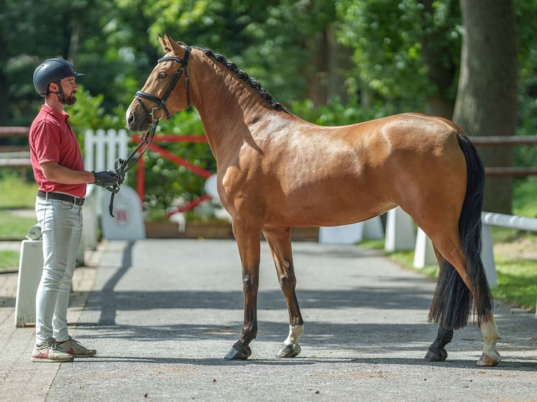 Deutsches Reitpony Stute 4 Jahre 147 cm Braunfalbschimmel in Münster