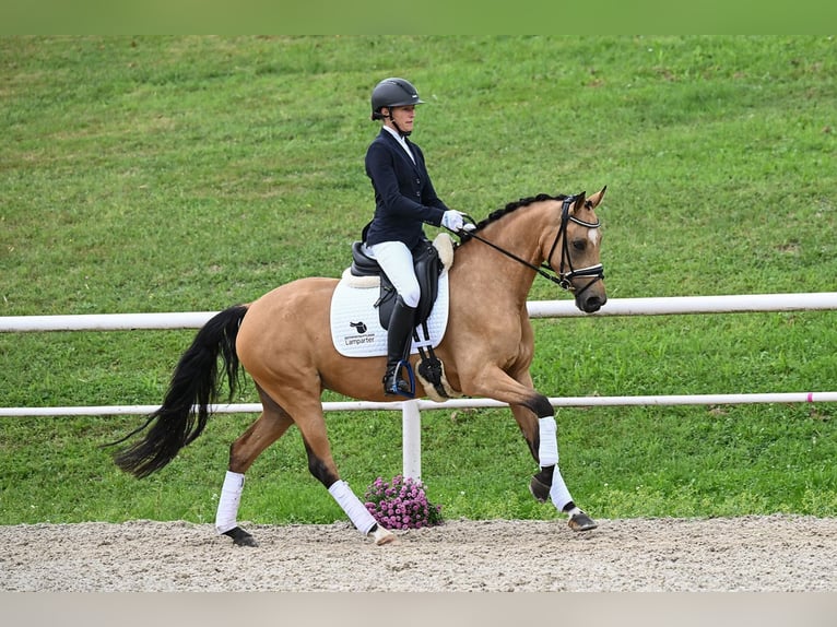 Deutsches Reitpony Stute 4 Jahre 147 cm Buckskin in Gomadingen