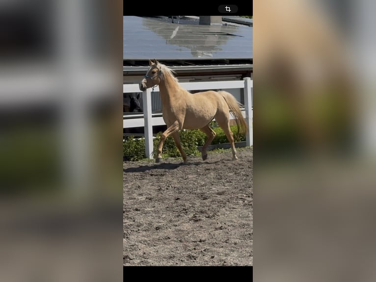 Deutsches Reitpony Stute 4 Jahre 147 cm in Nersingen