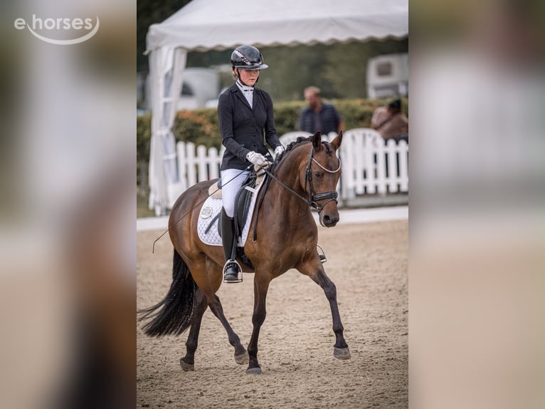 Deutsches Reitpony Stute 4 Jahre 147 cm Dunkelbrauner in Warendorf