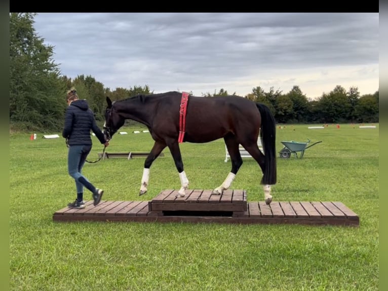 Deutsches Reitpony Stute 4 Jahre 147 cm Dunkelbrauner in M&#xF6;nchengladbach
