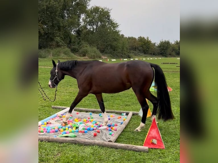 Deutsches Reitpony Stute 4 Jahre 147 cm Dunkelbrauner in M&#xF6;nchengladbach