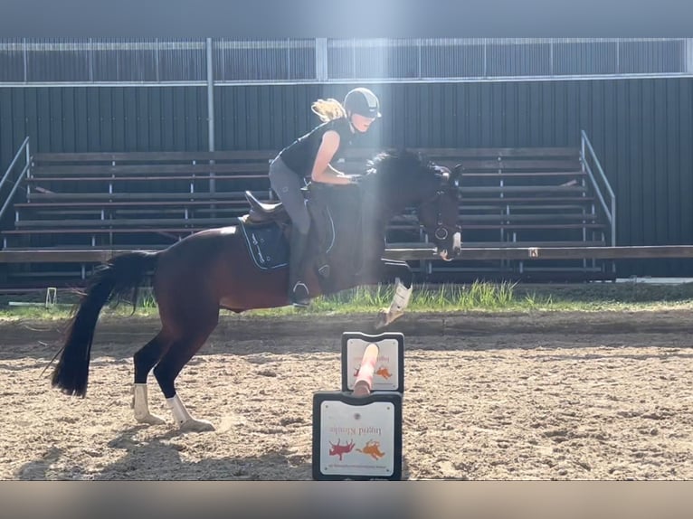 Deutsches Reitpony Stute 4 Jahre 147 cm Dunkelbrauner in M&#xF6;nchengladbach