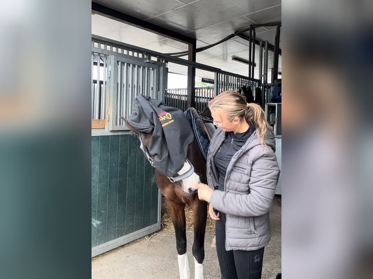 Deutsches Reitpony Stute 4 Jahre 147 cm Dunkelbrauner in M&#xF6;nchengladbach