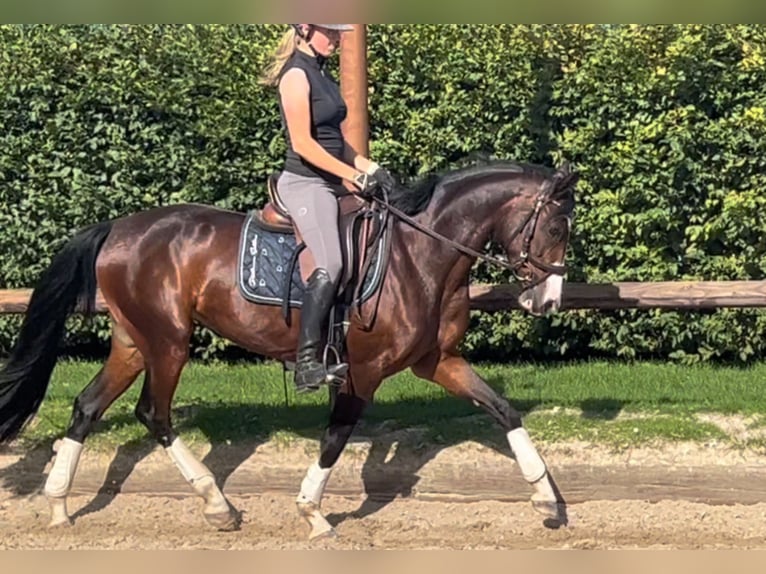Deutsches Reitpony Stute 4 Jahre 147 cm Dunkelbrauner in M&#xF6;nchengladbach