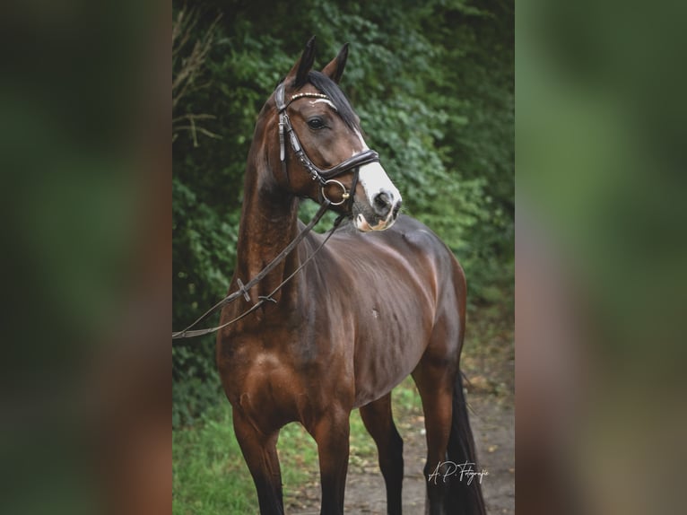 Deutsches Reitpony Stute 4 Jahre 147 cm Dunkelbrauner in M&#xF6;nchengladbach
