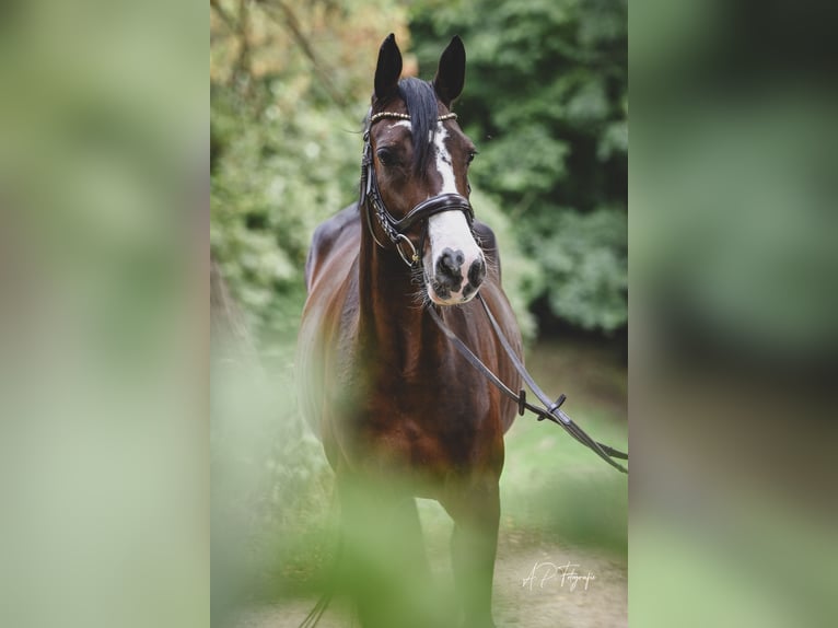 Deutsches Reitpony Stute 4 Jahre 147 cm Dunkelbrauner in M&#xF6;nchengladbach