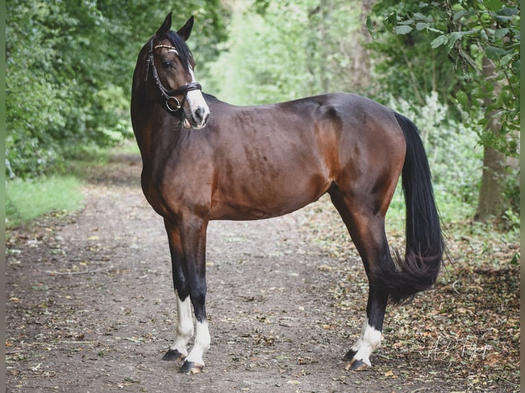 Deutsches Reitpony Stute 4 Jahre 147 cm Dunkelbrauner in M&#xF6;nchengladbach