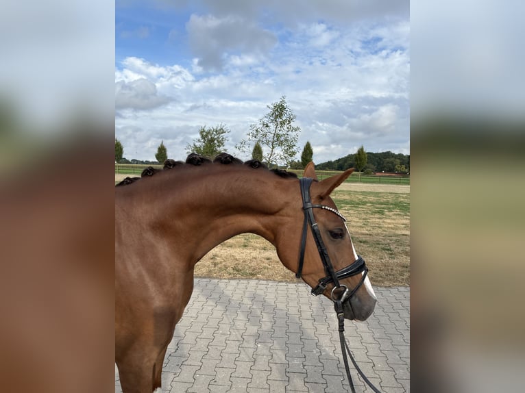 Deutsches Reitpony Stute 4 Jahre 147 cm Dunkelfuchs in Emstek