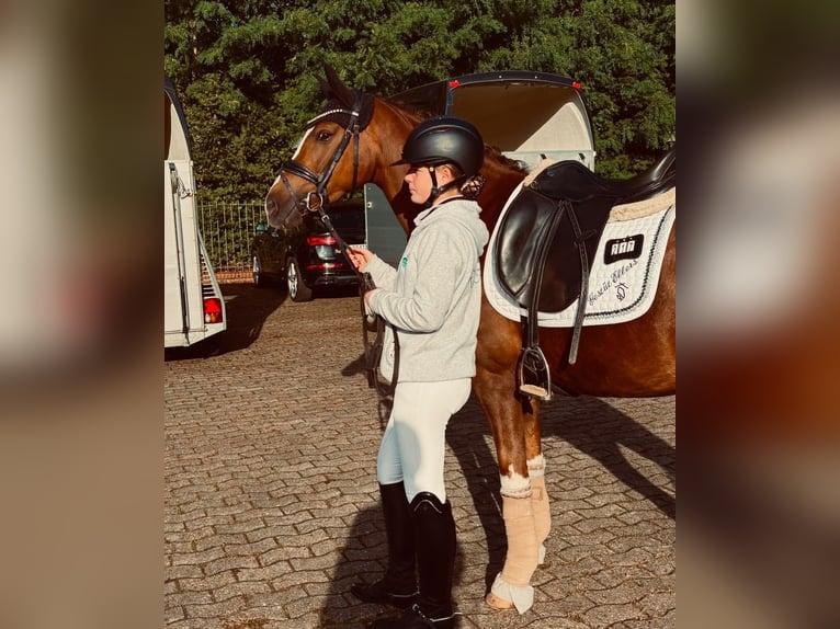 Deutsches Reitpony Stute 4 Jahre 147 cm Dunkelfuchs in Emstek