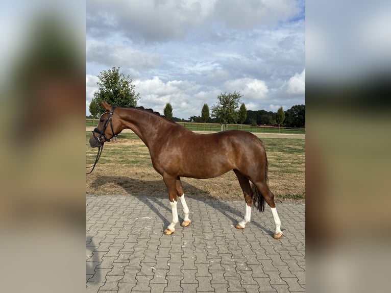 Deutsches Reitpony Stute 4 Jahre 147 cm Dunkelfuchs in Emstek