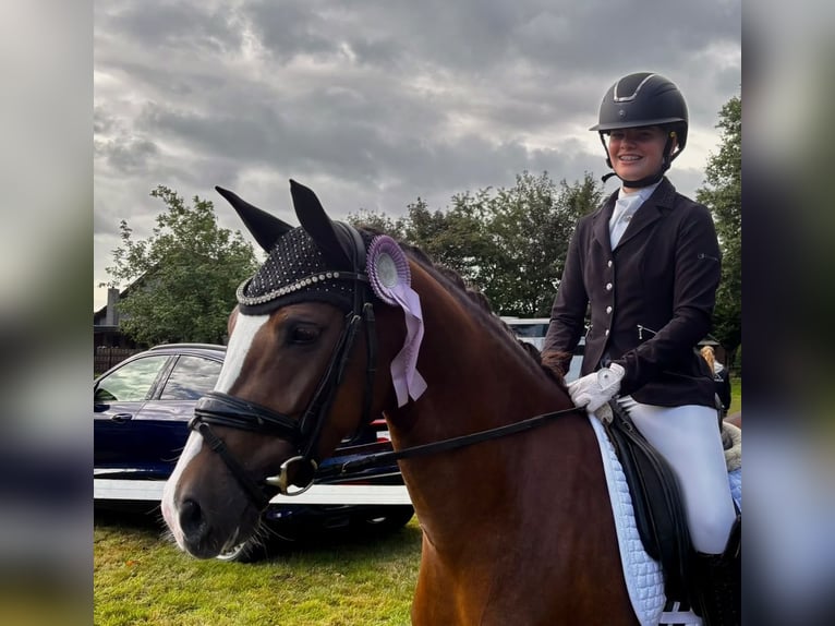 Deutsches Reitpony Stute 4 Jahre 147 cm Dunkelfuchs in Emstek