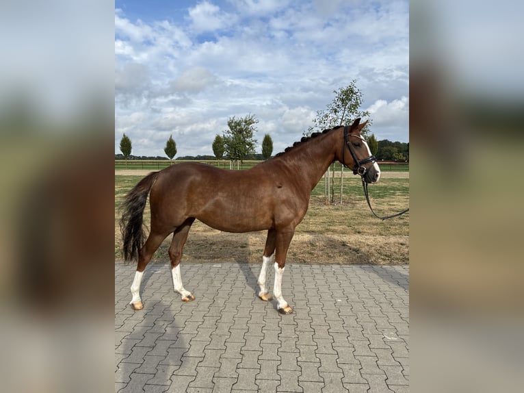Deutsches Reitpony Stute 4 Jahre 147 cm Dunkelfuchs in Emstek