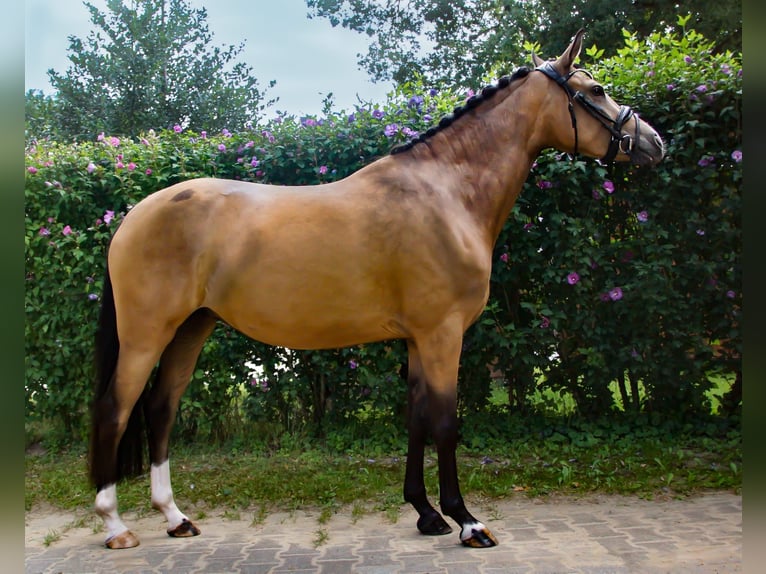 Deutsches Reitpony Stute 4 Jahre 147 cm Falbe in Gütersloh