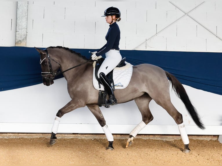 Deutsches Reitpony Stute 4 Jahre 147 cm Falbe in Marsberg