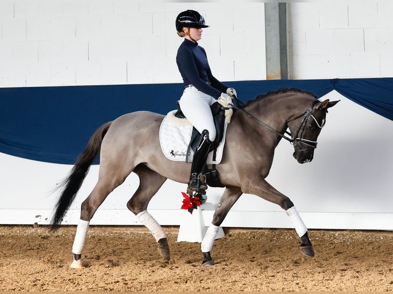 Deutsches Reitpony Stute 4 Jahre 147 cm Falbe in Marsberg