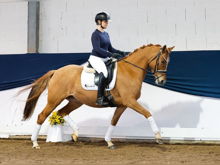 Deutsches Reitpony Stute 4 Jahre 147 cm Falbe in Marsberg