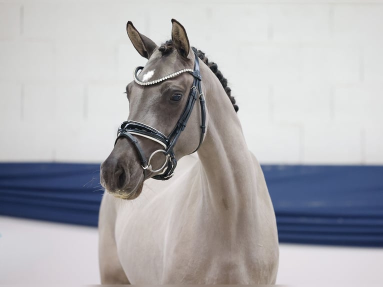 Deutsches Reitpony Stute 4 Jahre 147 cm Falbe in Marsberg