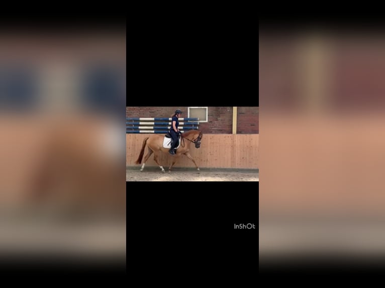 Deutsches Reitpony Stute 4 Jahre 147 cm Falbe in Ahlerstedt