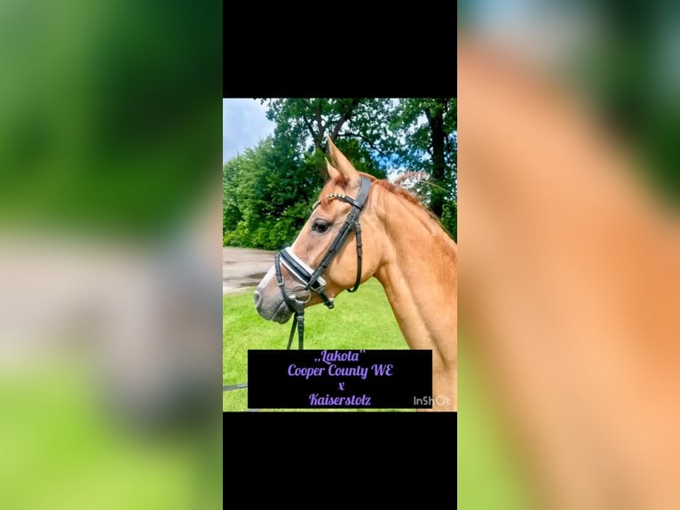 Deutsches Reitpony Stute 4 Jahre 147 cm Falbe in Ahlerstedt