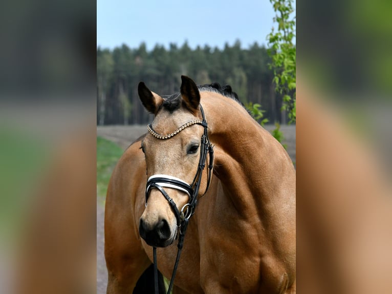 Deutsches Reitpony Stute 4 Jahre 147 cm Falbe in Kamern
