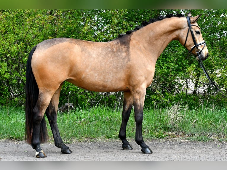 Deutsches Reitpony Stute 4 Jahre 147 cm Falbe in Kamern