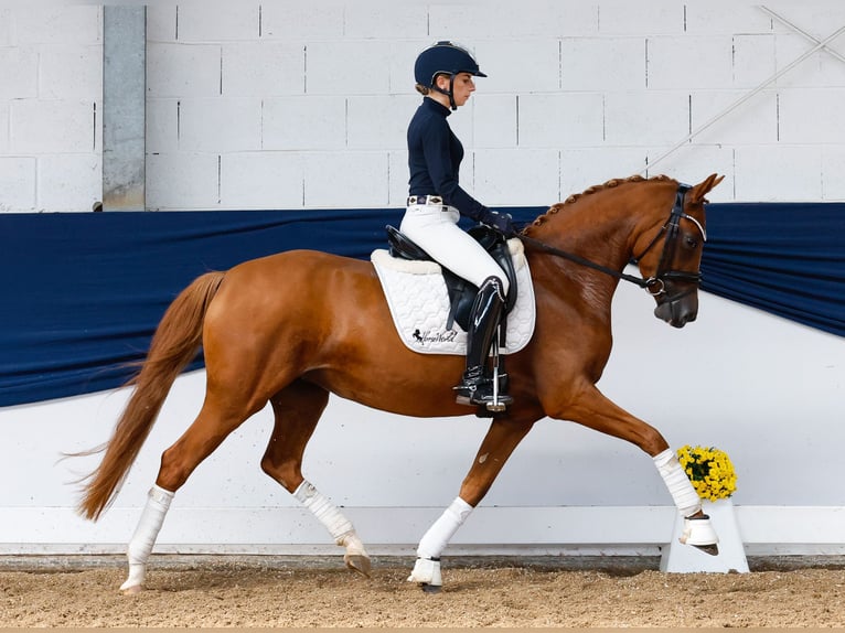 Deutsches Reitpony Stute 4 Jahre 147 cm Fuchs in Marsberg