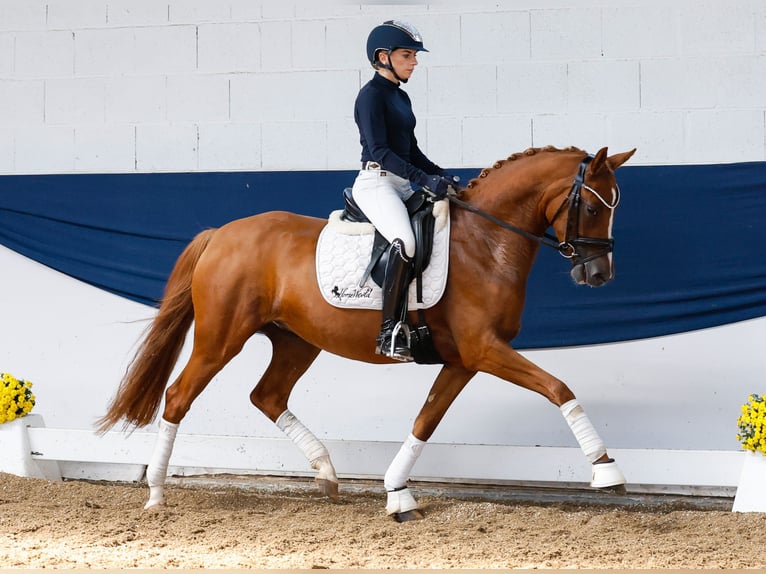 Deutsches Reitpony Stute 4 Jahre 147 cm Fuchs in Marsberg