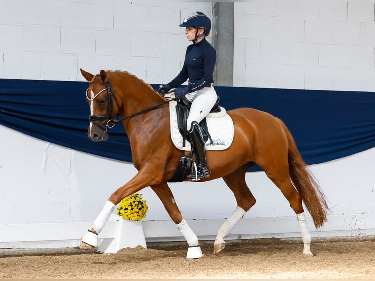 Deutsches Reitpony Stute 4 Jahre 147 cm Fuchs in Marsberg