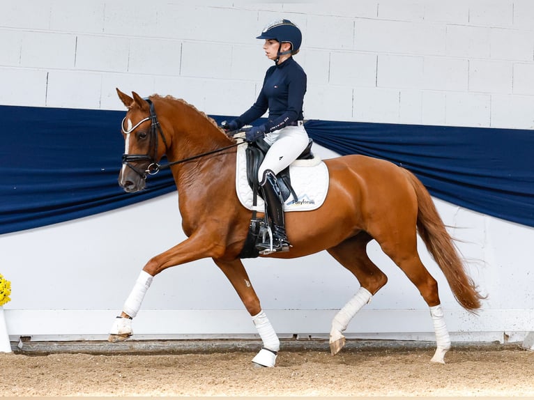 Deutsches Reitpony Stute 4 Jahre 147 cm Fuchs in Marsberg