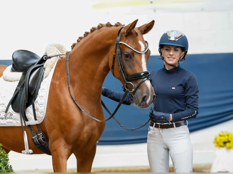 Deutsches Reitpony Stute 4 Jahre 147 cm Fuchs in Marsberg