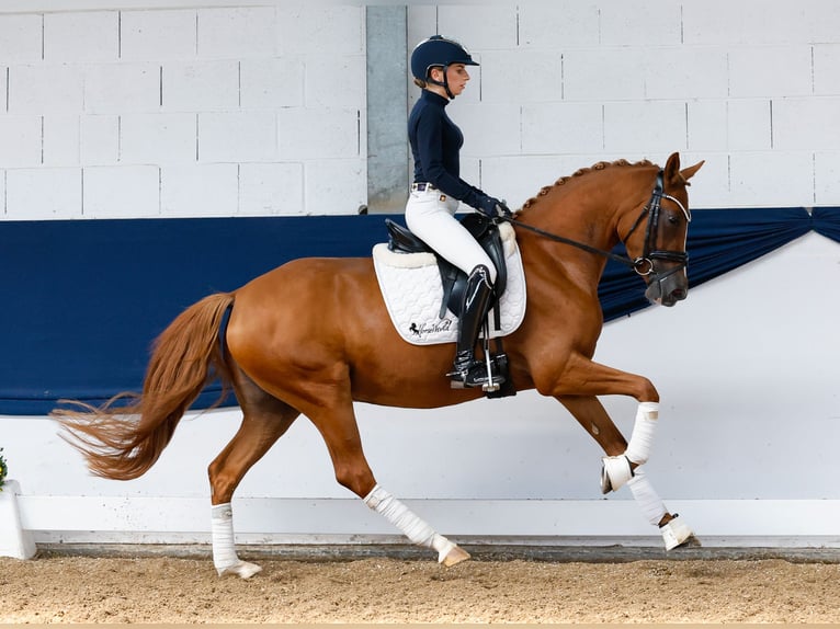Deutsches Reitpony Stute 4 Jahre 147 cm Fuchs in Marsberg